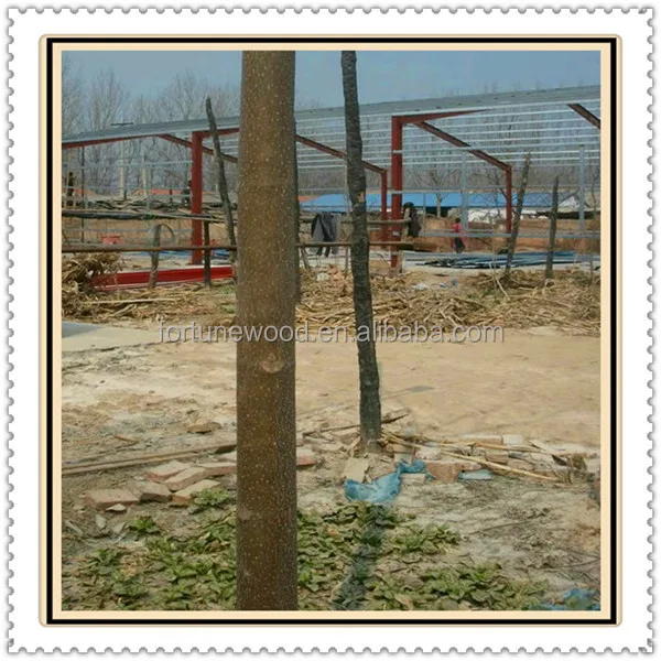 China supply 2014 fresh root cutting of paulownia shan tong