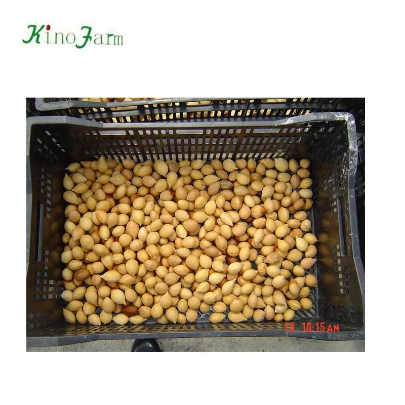 
zhangzhou kinofarm sago palm seeds 