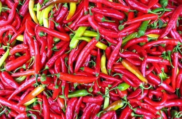 FROZEN CHILI FOR WHOLESALE/ CONTACT