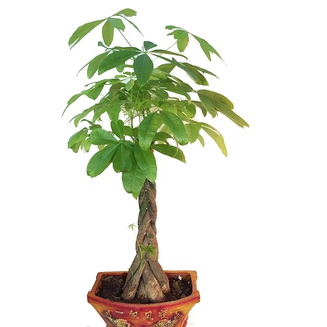 
 5 плетеных денег Pachira Money Tree Pachira Macrocarpa для продажи  