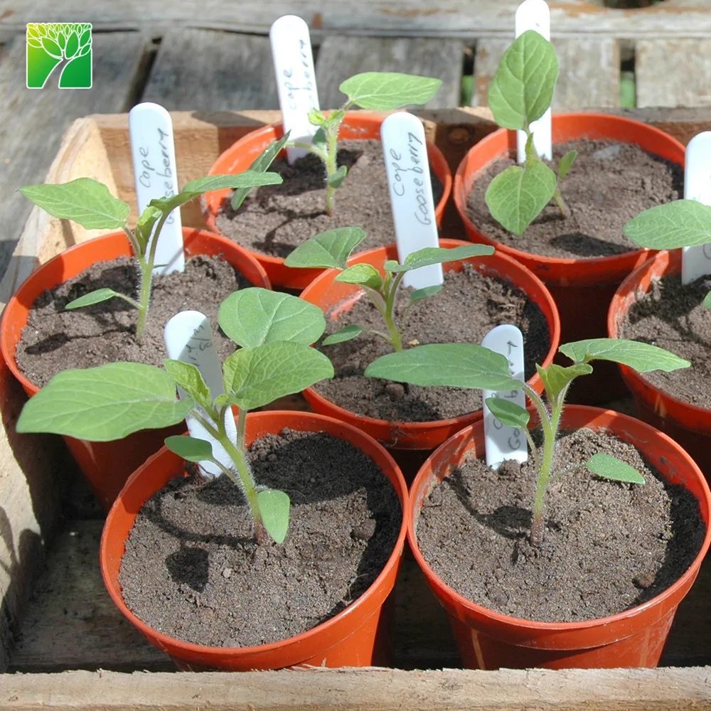 
Растительная ферма, саженцы, фруктовые деревья Ribes uva-crispa Gooseberry 