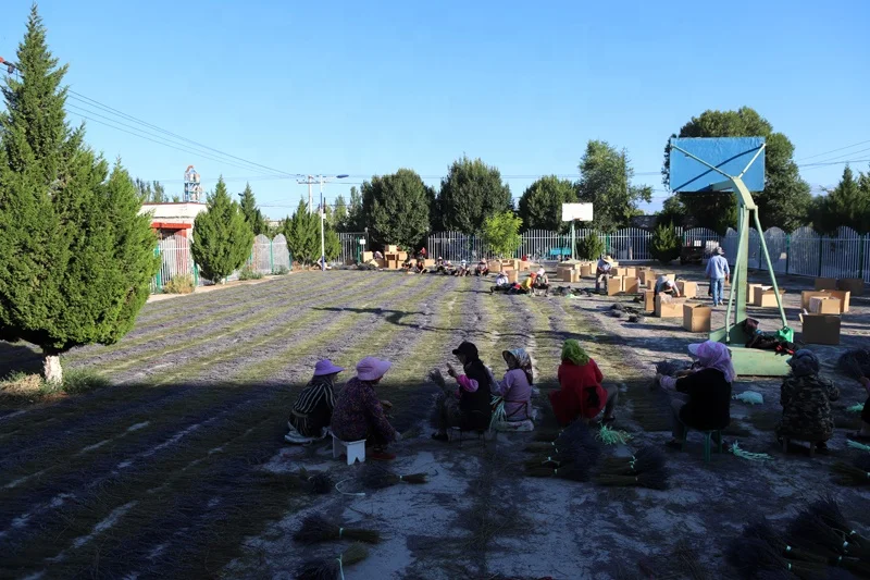 Dried lavender bud flower chinese herbs organic herbal tea floras beauty product skin beauty lavender flower sachet