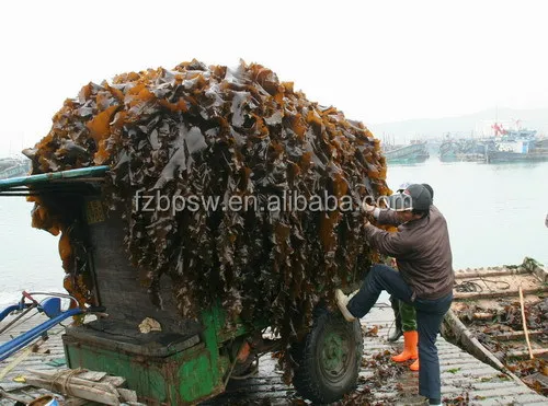 Seaweed Powder Dried Kelp Meal for Animal/Fish/Cattle/Chicken/Pig/Horse/Dog Feed