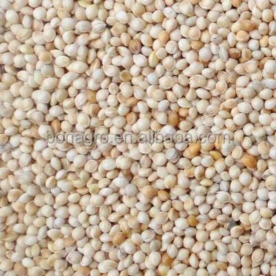 
white millet for birds food 