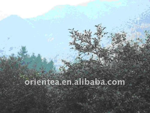 organic refined camellia oil edible cooking oil