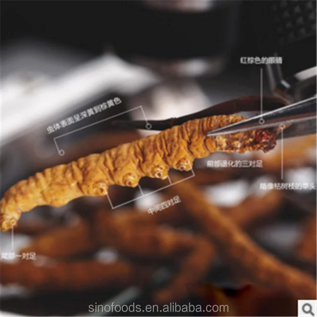 
Dong chong xia cao Cordyceps sinensis herbal remedies for cancer 