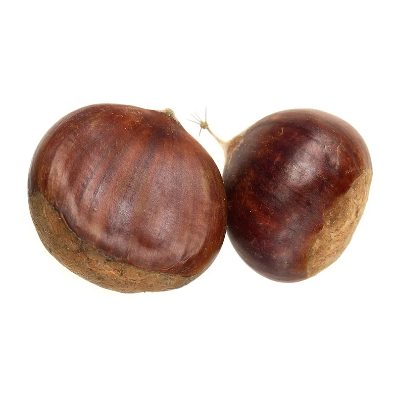 2021 год, оптовая цена, свежий каштан из Китая
