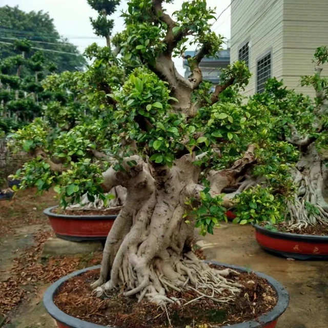 Настоящий Бонсай Фикус для ландшафтного дизайна в помещении и на улице