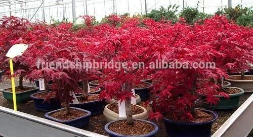 
Acer Palmatum/ maple Plants in Bonsai 