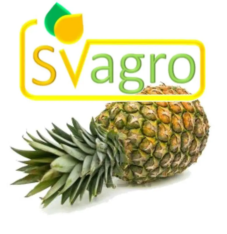 Ананасовый порошок ананас ананасовый сок анананас комосус (л.) Merr. Производитель из Индии