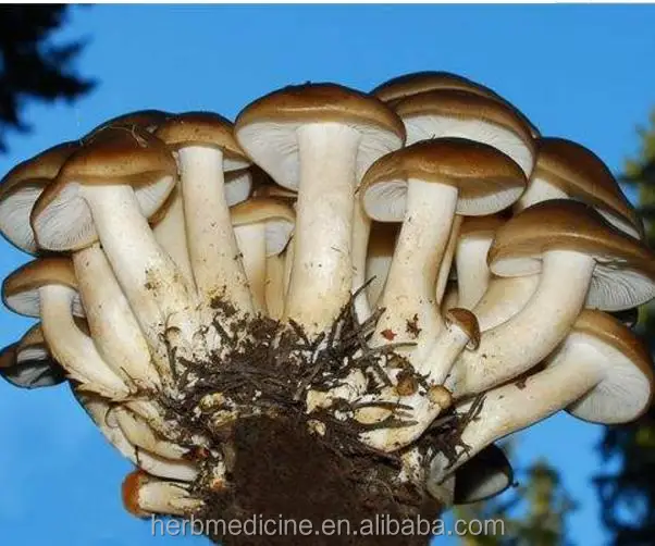 
Premium quality new dried raw loose Lyophyllum decastes mushroom 