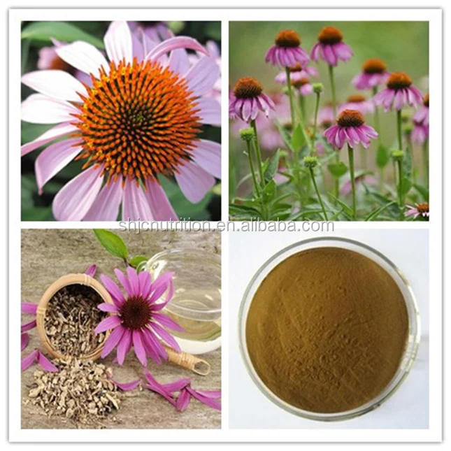 Free sample of echinacea purpurea root extract, echinacea herb extract, 1%-4% polyphenol ,2% cichoric acid
