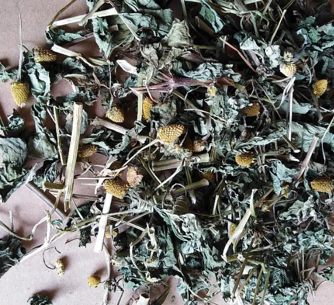 Hotsale china Natural paracress sichuan buttons dried Acmella oleracea plants cuts