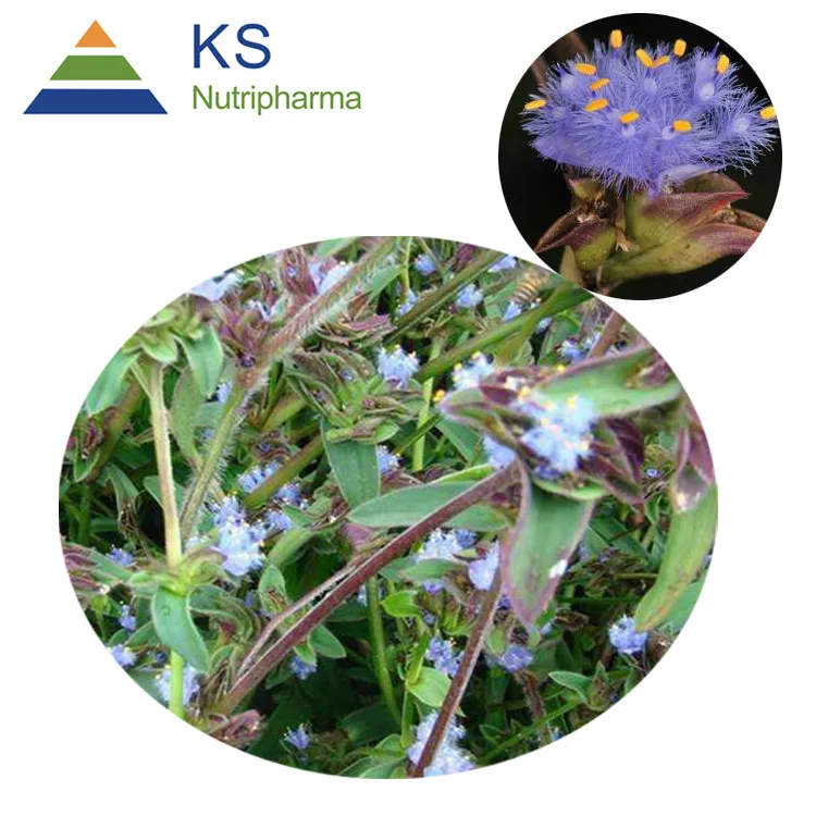 
Polypodium Leucotomos Extract,Triterpene ; Ecdysone ; Ecdysterone ;Osladin Polypodium Leucotomos Extract,Triterpene ; Ecdysone ; Ecdysterone ;Osladin