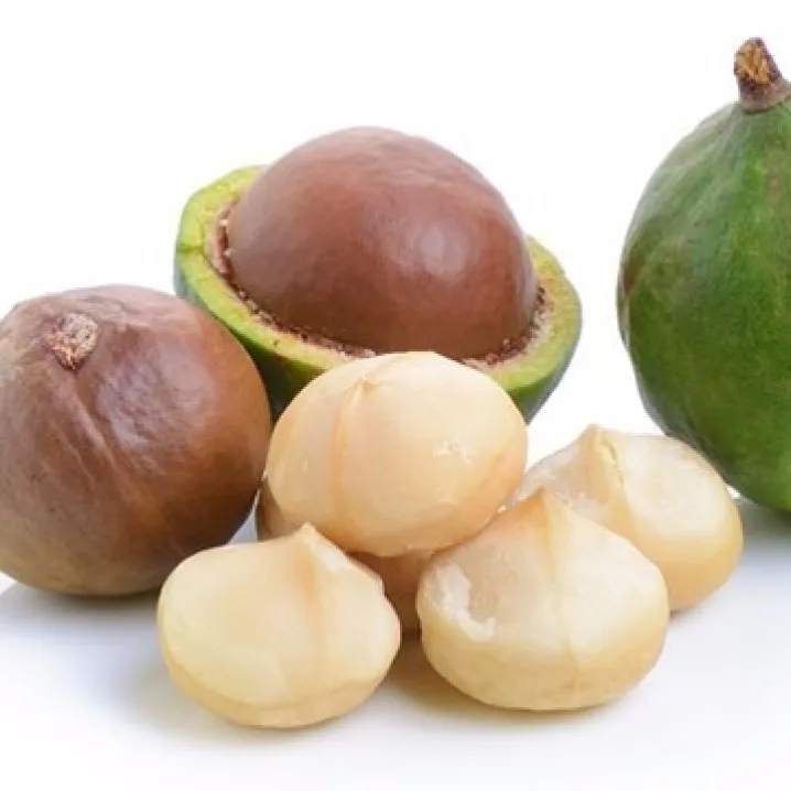 Macadamia Nuts South Africa Top Quality Best-selling Organic Price Raw Nut Shell