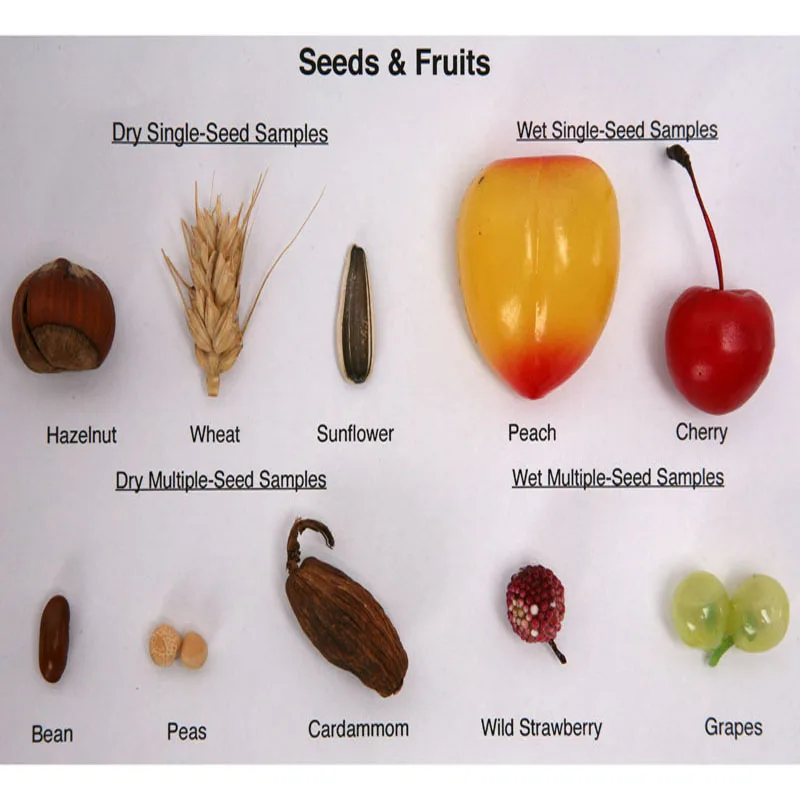 New High Quality Imitation Fruit Specimen Collection Educational Demonstration Material