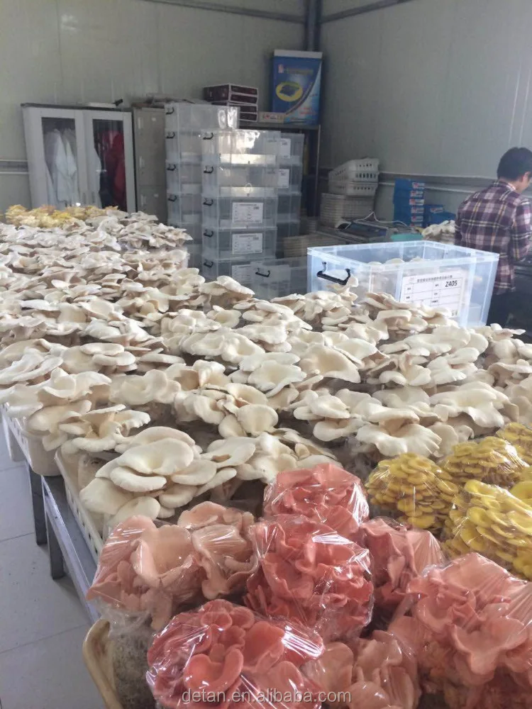 
Detan Oyster Mushroom Bags 