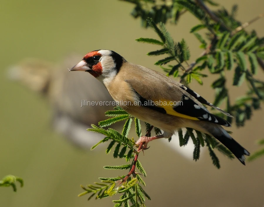 
Decobird Hand Carved Wooden birds for home decor garden decor Custom eco-friendly hanging birds 