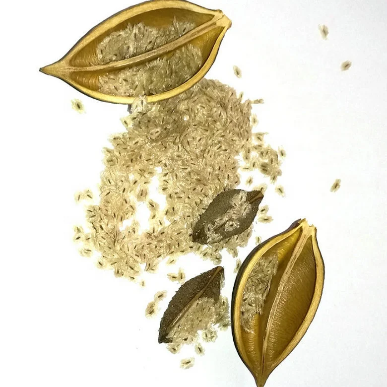 Pao tong paulownia seed