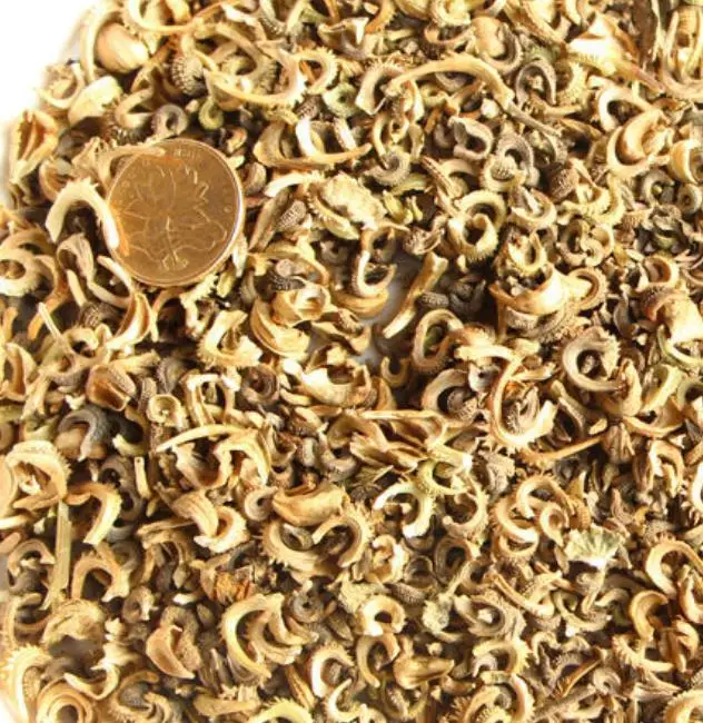 1 кг, новинка, семена спела календулы для посадки