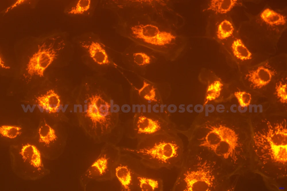 6.3MP High Sensitivity USB3.0 Microscope Camera Dark field