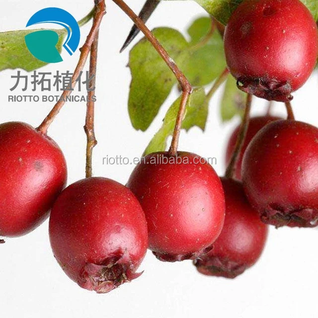 
Hot saling the Hawthorn berry extract /Hawthorn Extract /Hawthorn powder 