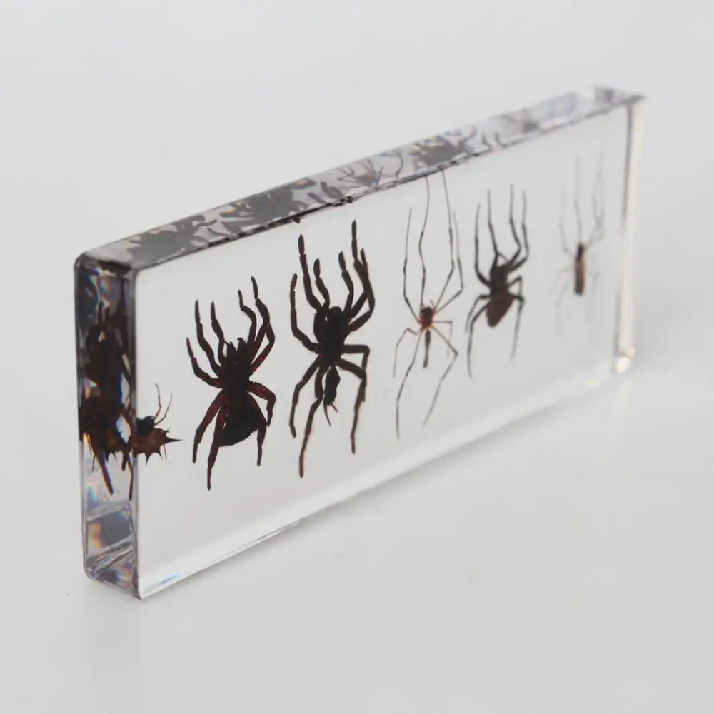 Wholesale 6 Real Spider Preserved Biological Specimens for Education
