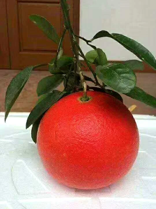 Саженцы грейпфрута Pomelo