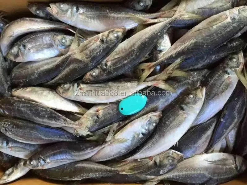 Seafrozen ставрида рыбы scad рыбы