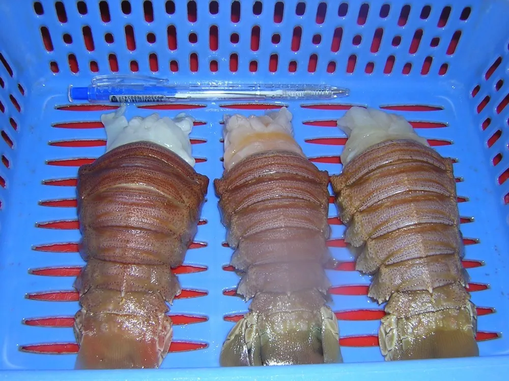  Замороженный песчаный Лобстер из Вьетнама