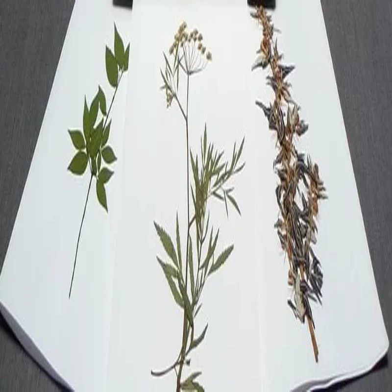 Biology Use Poisonous Plants Herbarium