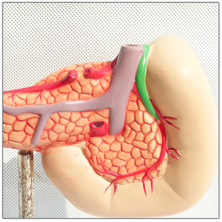 Hot selling Plastic Human pancreas spleen and duodenum anatomy model