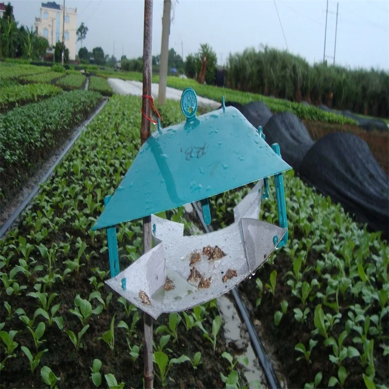 Pheromone Lure for Agrotis Ipsilon Black Cutworm Agrotis ypsilon Rottemberg Attractant Trap