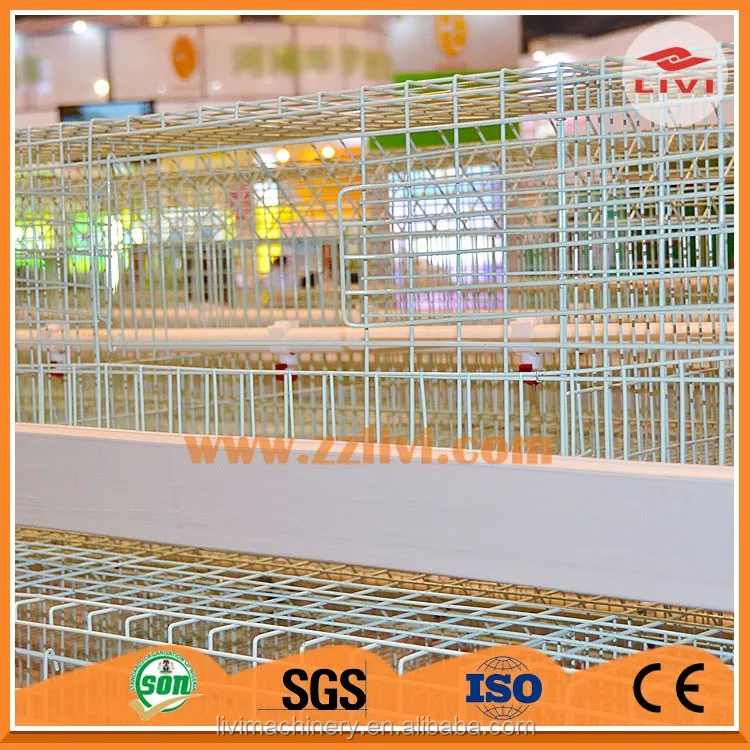 Birds Chicken Egg, Lay Chinese Chicken Coop
