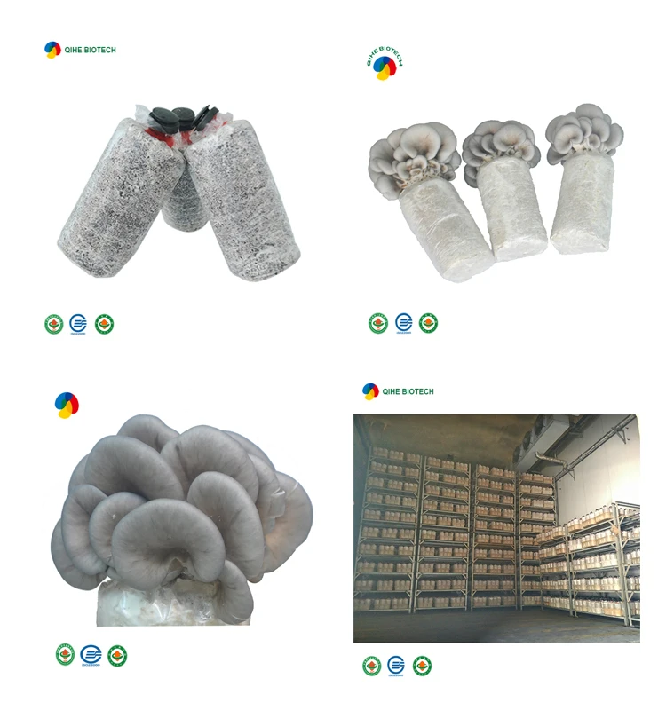 
China Organic oyster mushroom spawns cultivation export price 