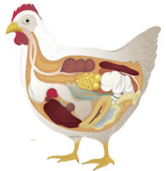 Bile acids- an innovation product which can improve FCR of the broiler