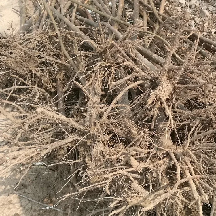 
2018 fresh fast growing hybrid paulownia FTE one year stump with phytosanitary certificate for lumber 