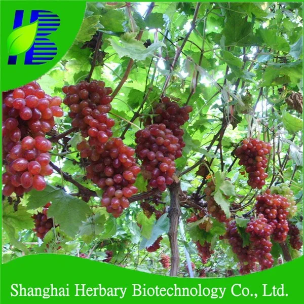 Лидер продаж 2021 хорошие вкусные Виноградные семена для выращивания