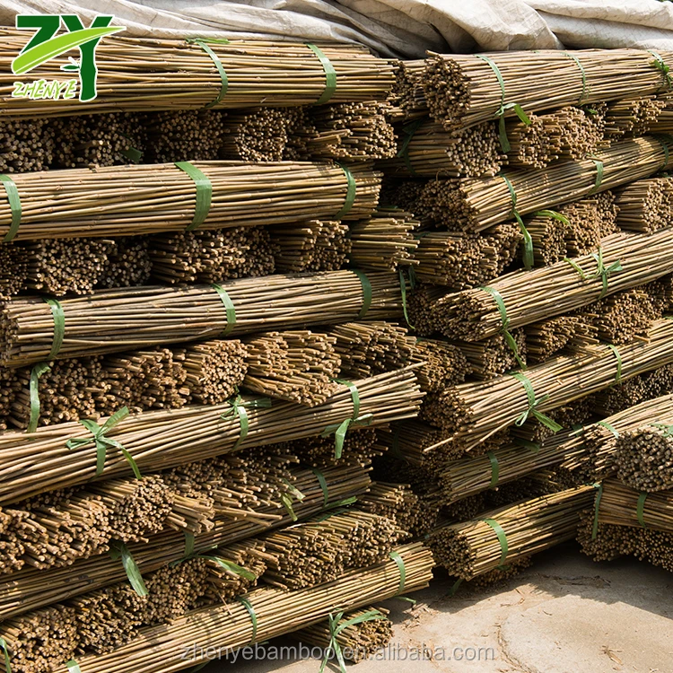 
HOT!!! ZY-1022 Tsinglee Bamboo Canes Tonkin Bamboo Poles for Nursery Garden Horticulture Plantation Agriculture Factory Price! 