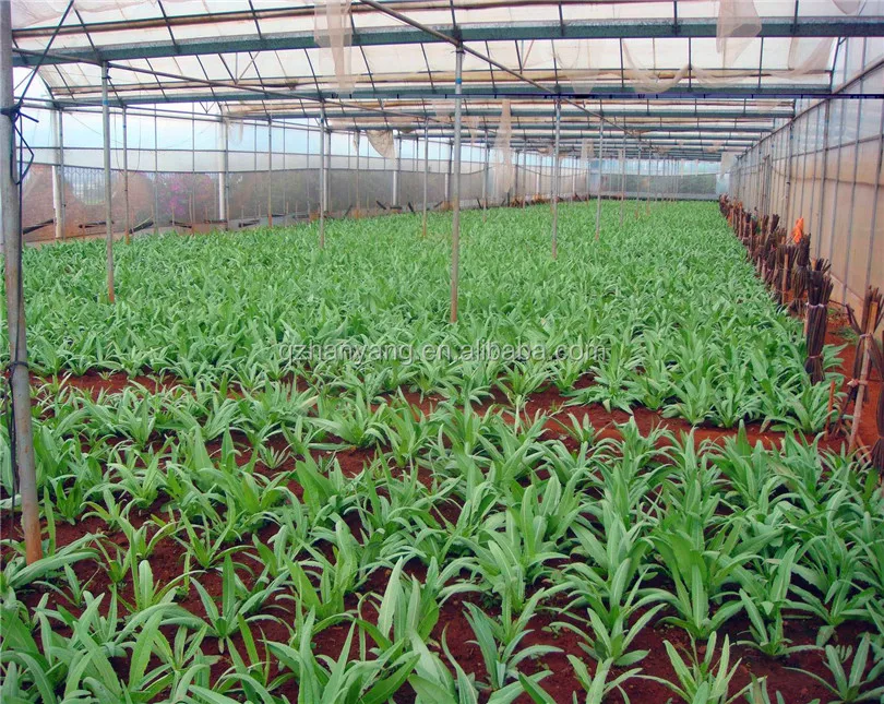film greenhouse for vegetables planting with irrigation system