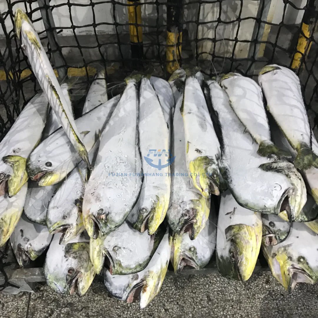 
Whole round seafrozen MAHI MAHI with wholesale price 