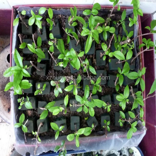 hydroponic sponge, wet floral foam, hydroponic grow seeding