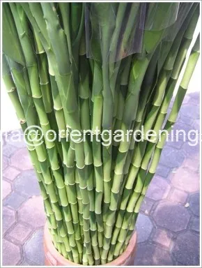 20cm straight lucky bamboo plant lucky bamboo cheap