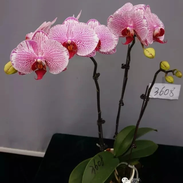 phalaenopsis orchid seedling