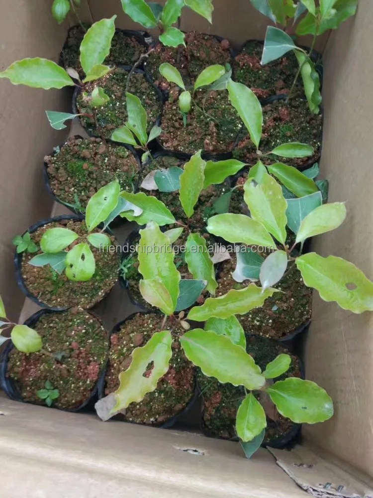 Cinnamomum kanehirae small seedlings