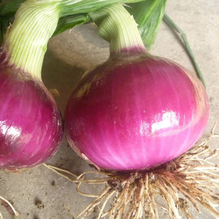 Onion Exporter Fresh Onion