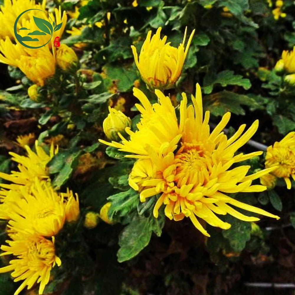 
Best Selling Wild Chinese Dried Herb Chrysanthemum Flower Tea 