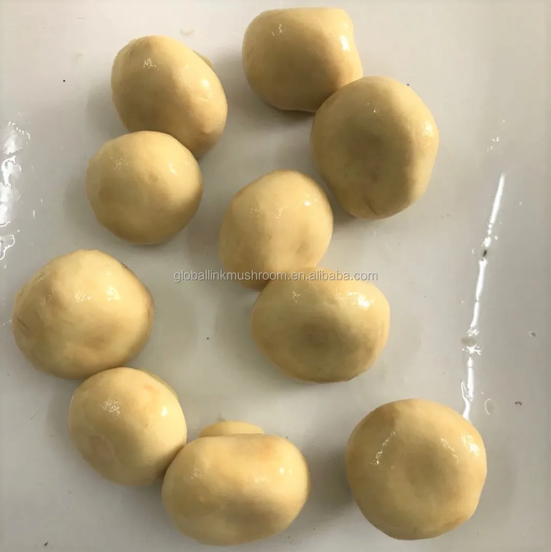 
canned mushroom whole champignon mushroom 