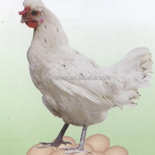 
Multi-functional probiotic bacteria - Bacillus subtilis made in China for Animal Drinking Avoid Diarrhea 