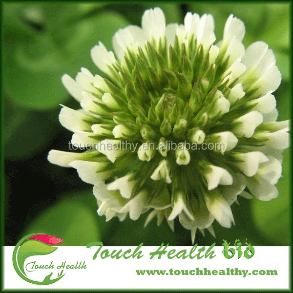 
2021 white clover seeds/Trifolium repens L seeds/forage grass seeds 